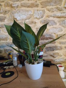 Plante Reelle